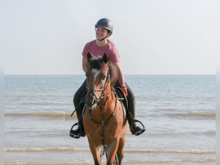 French riding pony Gelding 10 years 14,2 hh Brown in feneu