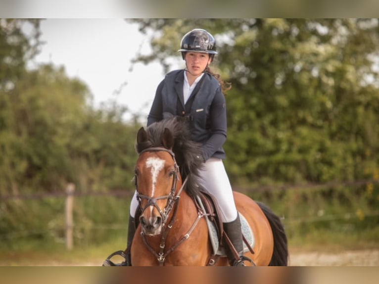 French riding pony Gelding 10 years 14,2 hh Brown in feneu