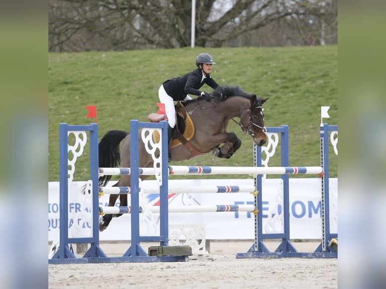French riding pony Gelding 10 years 14,2 hh Brown in Rambouillet