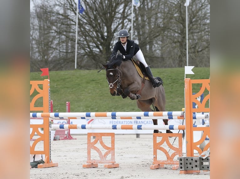 French riding pony Gelding 10 years 14,2 hh Brown in Rambouillet
