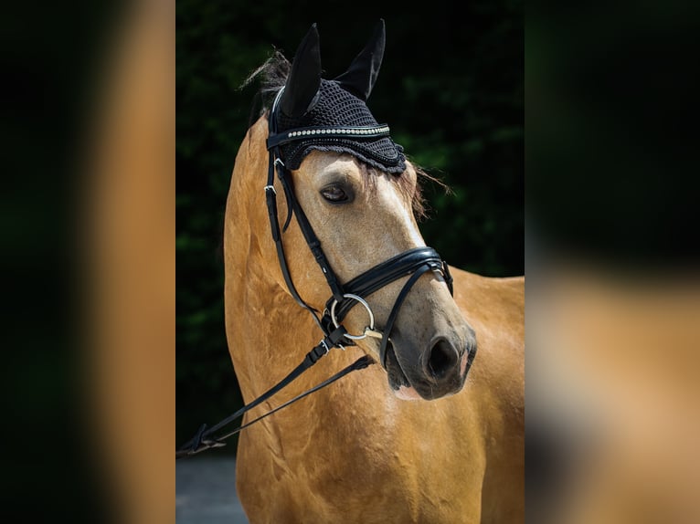 French riding pony Gelding 10 years 14,1 hh Dun in Hof