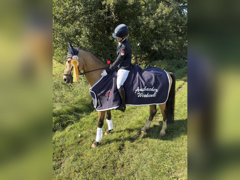 French riding pony Gelding 10 years 14,1 hh Dun in Hof