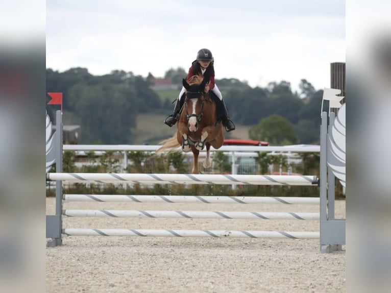 French riding pony Gelding 10 years 14,2 hh Chestnut-Red in Pertuis