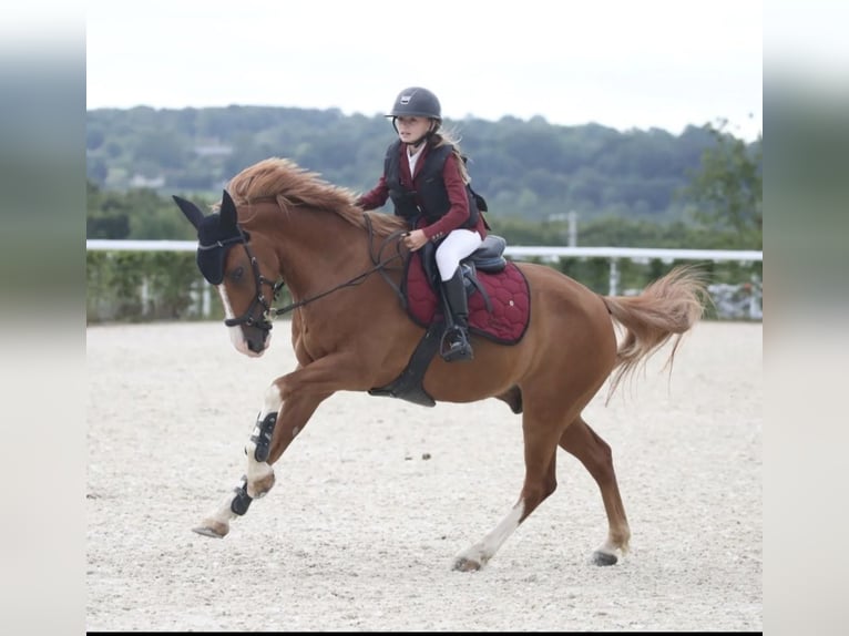 French riding pony Gelding 10 years 14,2 hh Chestnut-Red in Pertuis