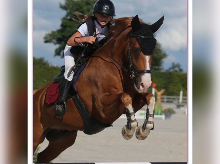 French riding pony Gelding 10 years 14,2 hh Chestnut-Red in Pertuis