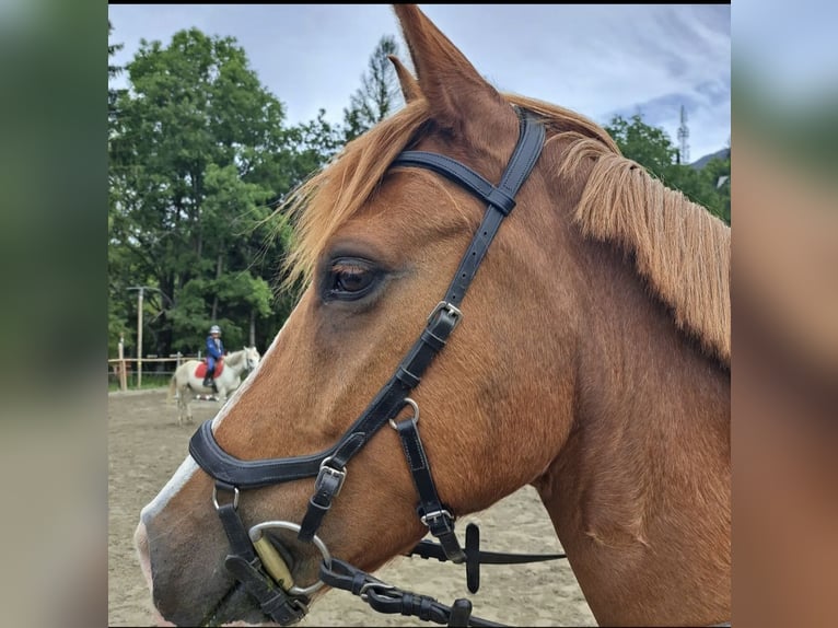 French riding pony Gelding 10 years 14,2 hh Chestnut-Red in Pertuis