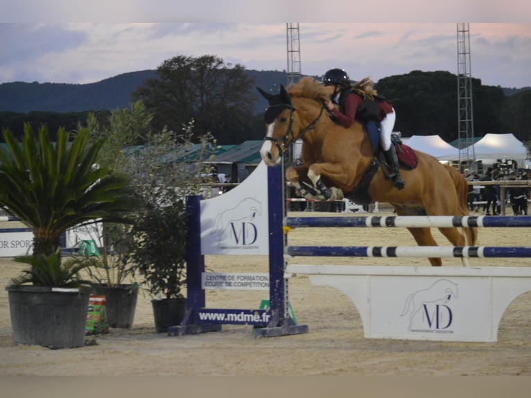 French riding pony Gelding 10 years 14,2 hh Chestnut-Red in Pertuis