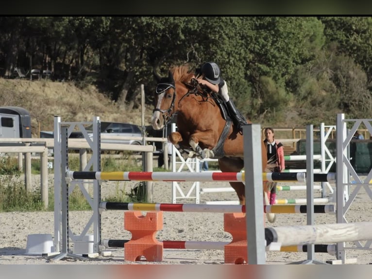 French riding pony Gelding 10 years 14,2 hh Chestnut-Red in Pertuis