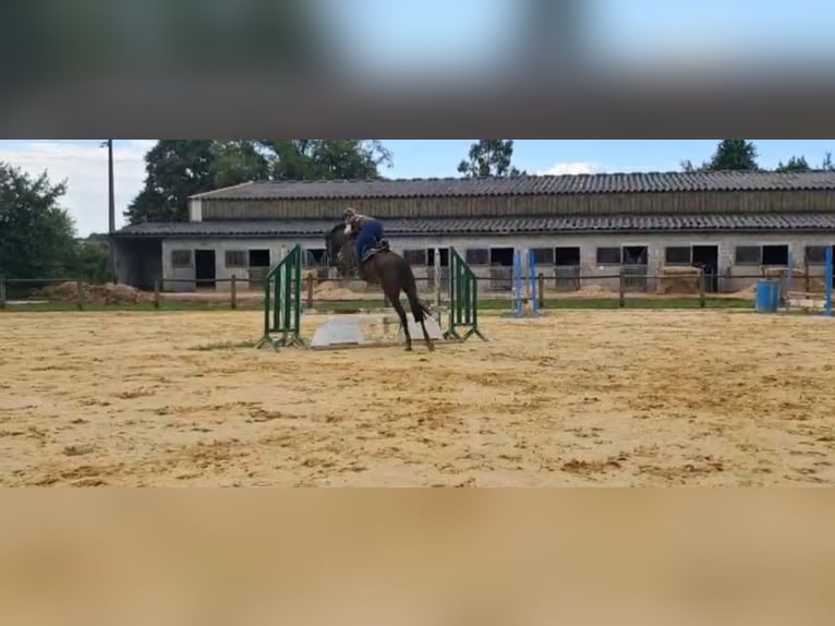 French riding pony Gelding 10 years 15.1 hh Chestnut in Champguyon