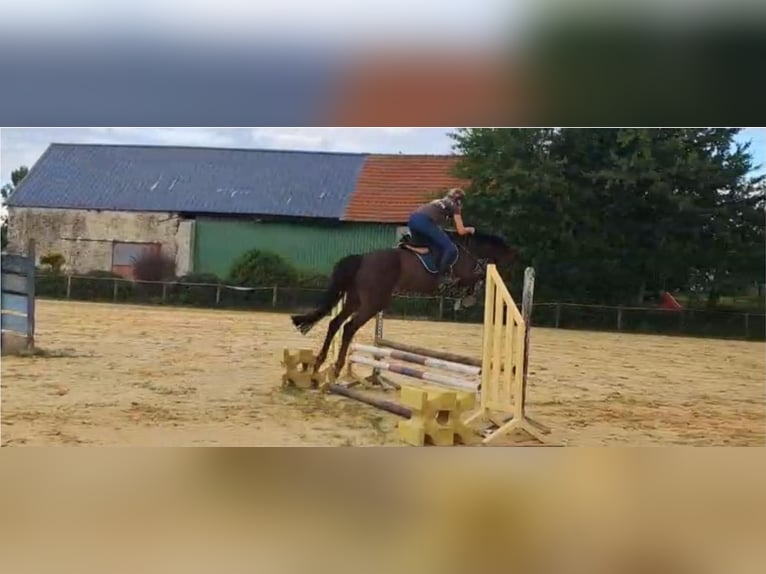 French riding pony Gelding 10 years 15.1 hh Chestnut in Champguyon