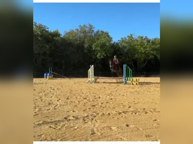 French riding pony Gelding 10 years 15.1 hh Chestnut in Champguyon