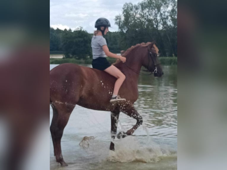 French riding pony Gelding 10 years 15 hh Chestnut-Red in Servant