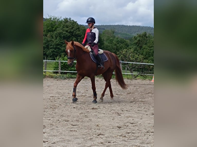 French riding pony Gelding 10 years 15 hh Chestnut-Red in Servant