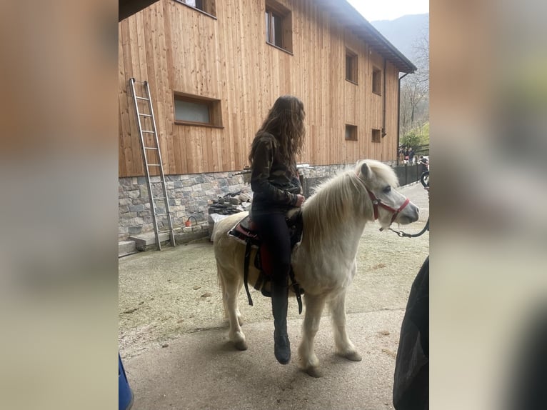 French riding pony Gelding 10 years Gray in Sant&#39;omobono Terme