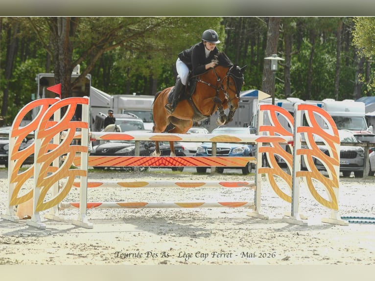 French riding pony Gelding 11 years 14.2 hh Brown in Capbreton