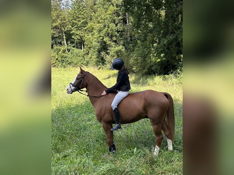 French riding pony Gelding 11 years 14,2 hh Chestnut-Red in Wiesendangen