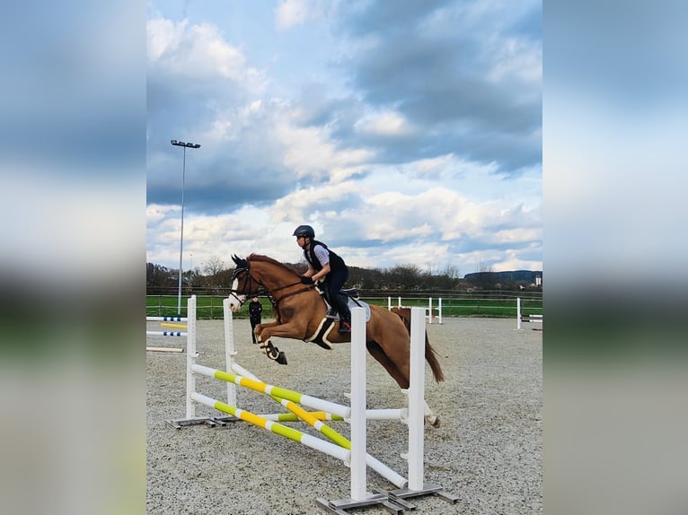 French riding pony Gelding 11 years 14,2 hh Chestnut-Red in Wiesendangen