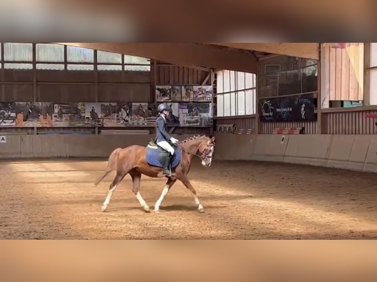 French riding pony Gelding 12 years 12,2 hh Chestnut-Red in Leipzig