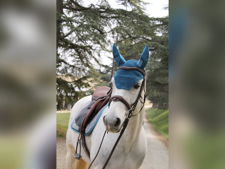 French riding pony Gelding 12 years 14,2 hh Gray in Auch