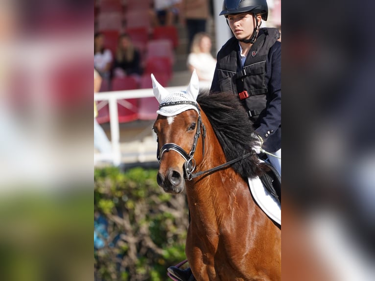 French riding pony Gelding 12 years 14 hh Brown in Sant Esteve De Palautordera
