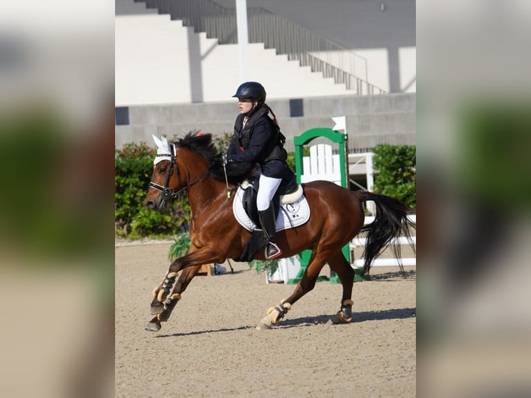 French riding pony Gelding 12 years 14 hh Brown in Sant Esteve De Palautordera