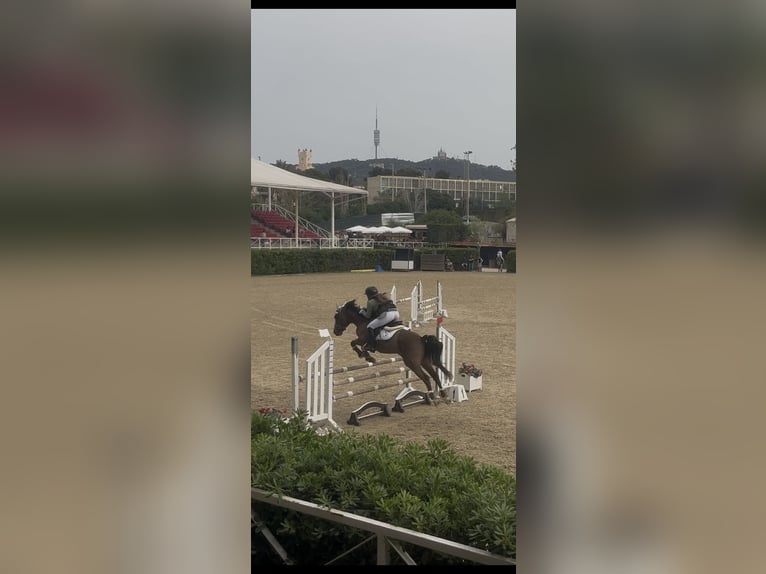 French riding pony Gelding 12 years 14 hh Brown in Sant Esteve De Palautordera