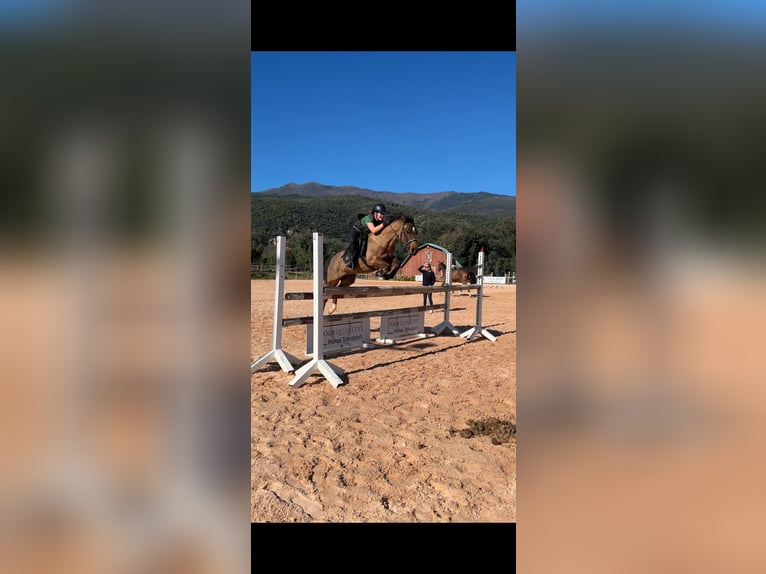 French riding pony Gelding 12 years 14 hh Brown in Sant Esteve De Palautordera