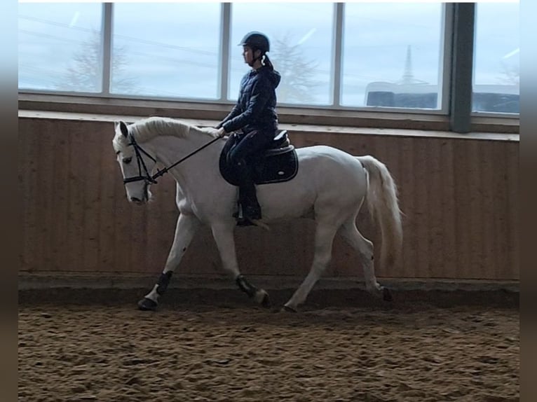 French riding pony Gelding 12 years 14,1 hh Grey in Hamm