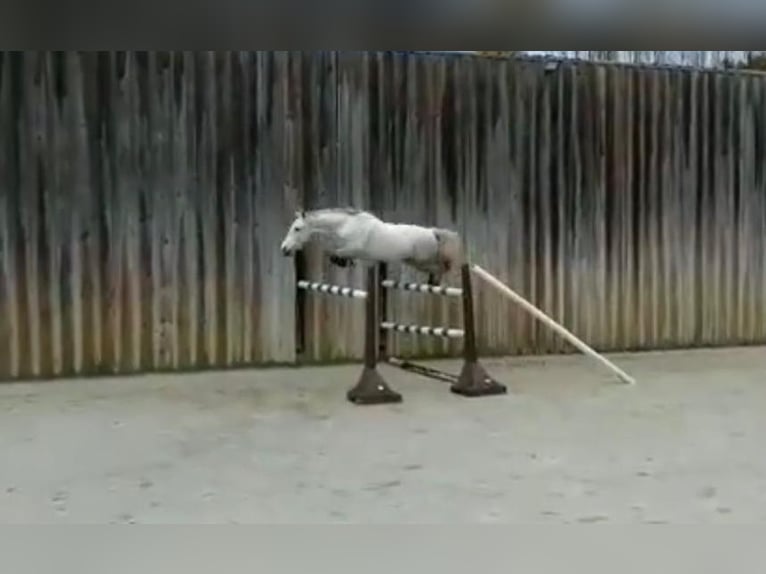 French riding pony Gelding 12 years 14,1 hh Grey in Hude (Oldenburg)