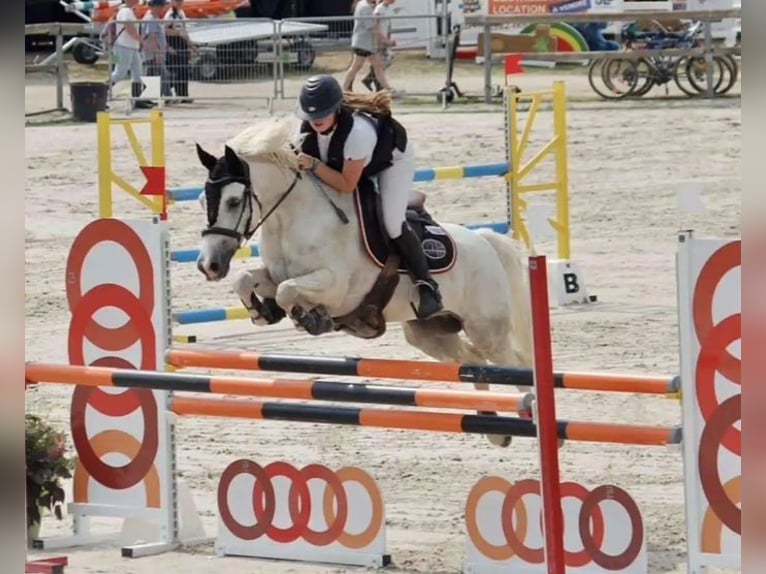 French riding pony Gelding 12 years 14,1 hh Grey in Hude (Oldenburg)