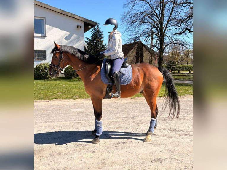 French riding pony Gelding 12 years 15.2 hh Brown in Waltrop
