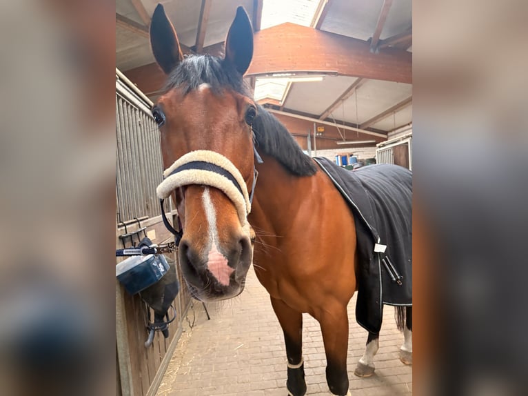 French riding pony Gelding 12 years 15,2 hh Brown in Waltrop