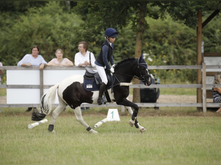 French riding pony Mix Gelding 13 years 13.2 hh Pinto in Uetze