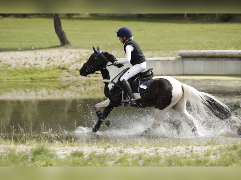 French riding pony Mix Gelding 13 years 13,2 hh Pinto in Uetze
