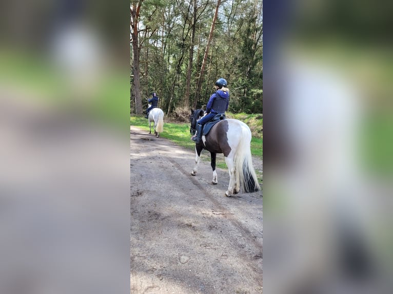 French riding pony Mix Gelding 13 years 13,2 hh Pinto in Uetze
