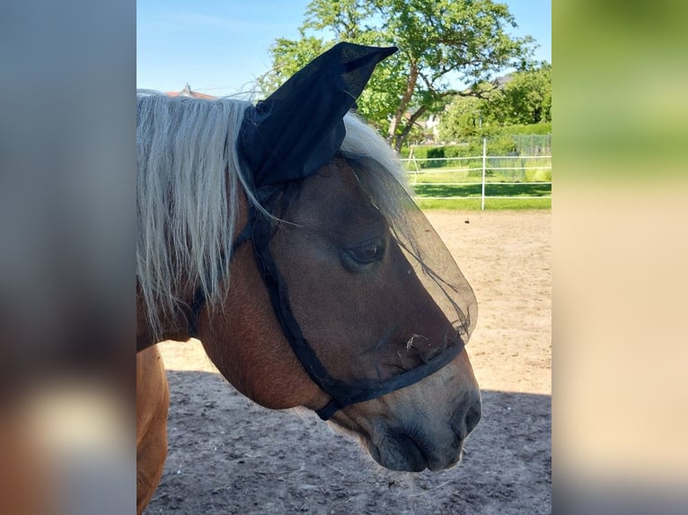 French riding pony Gelding 13 years 14.1 hh Chestnut-Red in Biedenkopf