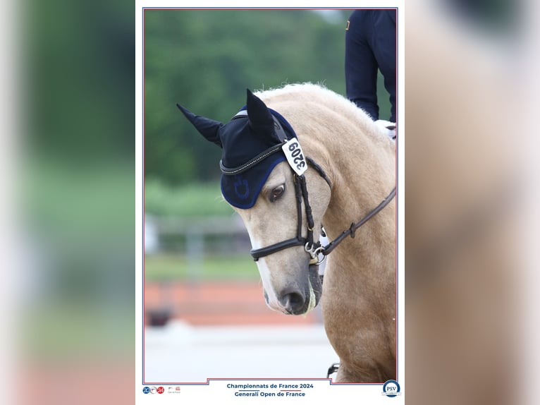 French riding pony Gelding 13 years 14,1 hh Palomino in Warmeriville