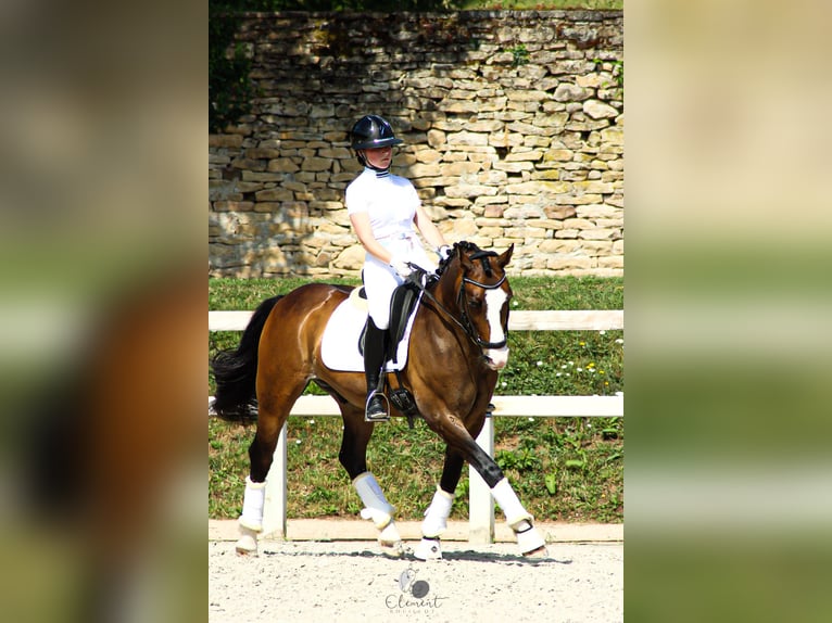 French riding pony Gelding 13 years 14,2 hh Brown in Léognan