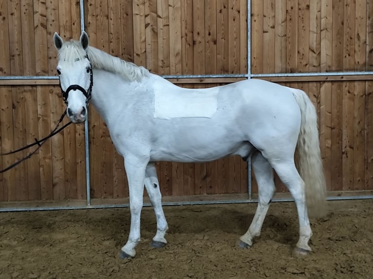 French riding pony Gelding 13 years 14,1 hh Grey in Hamm
