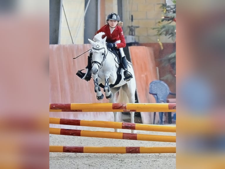 French riding pony Gelding 14 years 13,2 hh Gray in None