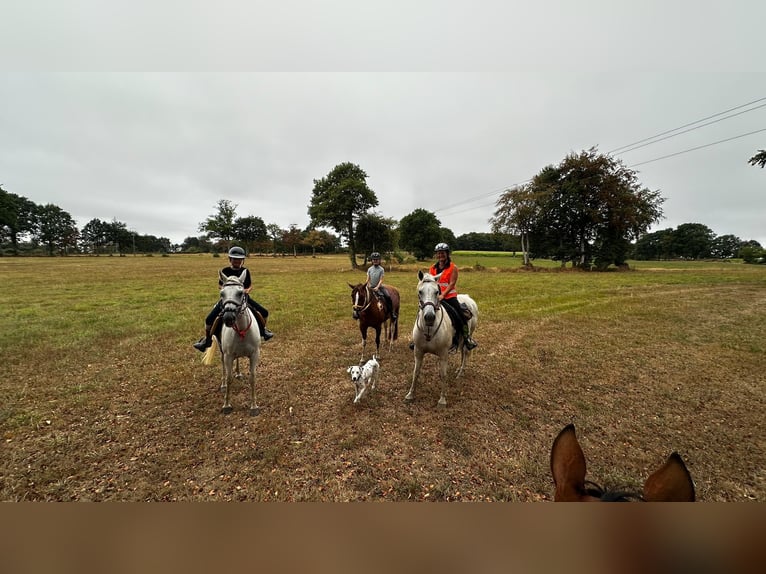 French riding pony Gelding 15 years 14.3 hh Grey in Romagny fontenay