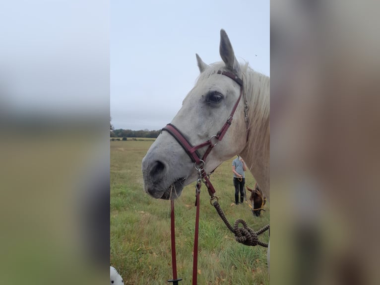 French riding pony Gelding 15 years 14.3 hh Grey in Romagny fontenay