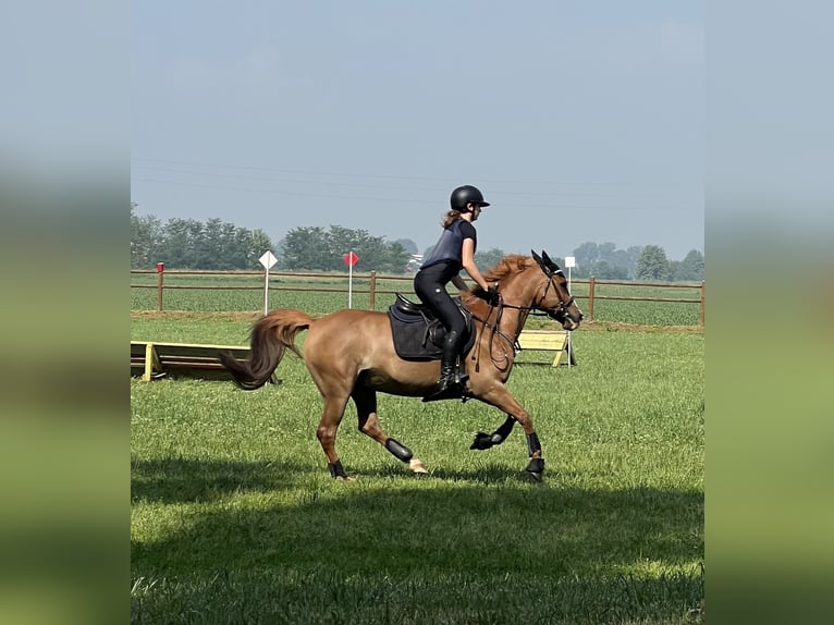 French riding pony Gelding 15 years 14,1 hh Chestnut-Red in TrecellaTruccazzano