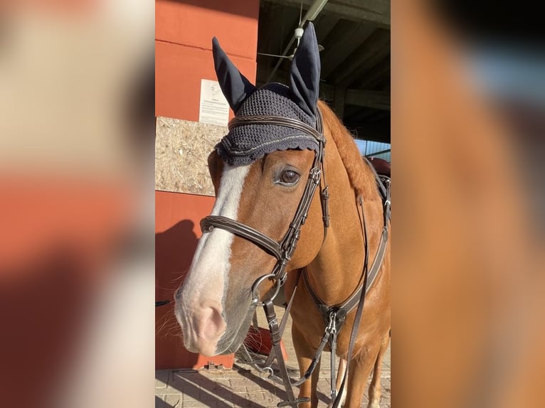 French riding pony Gelding 15 years 14,1 hh Chestnut-Red in TrecellaTruccazzano