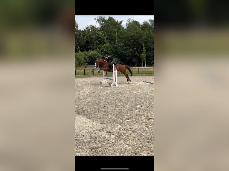 French riding pony Gelding 15 years 15,2 hh Chestnut-Red in Wildeshausen