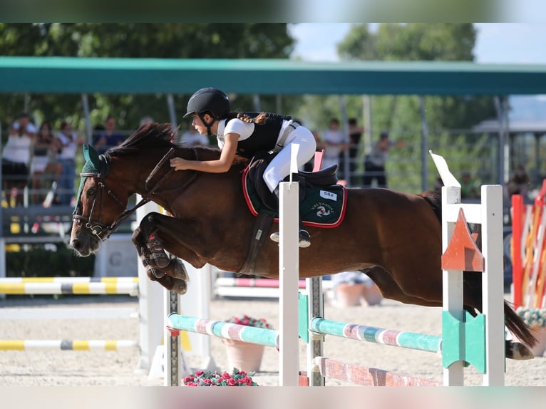 French riding pony Gelding 17 years 14.2 hh Brown in Perugia