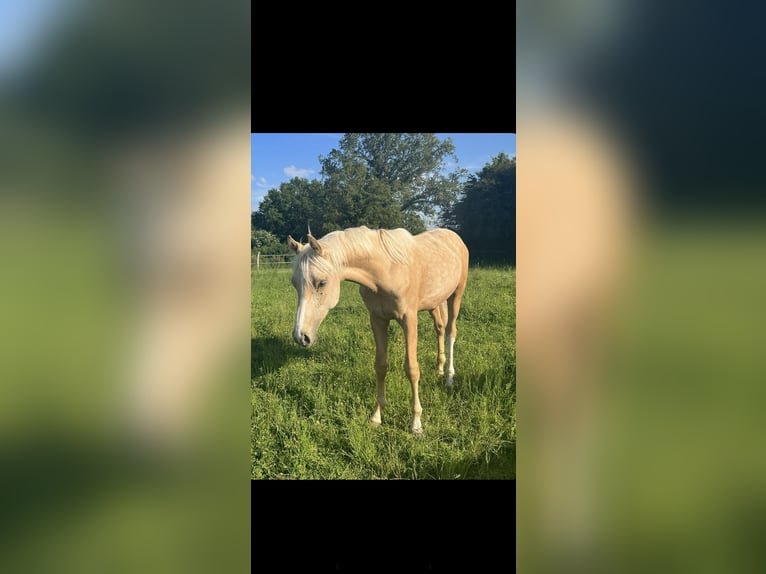 French riding pony Gelding 1 year 14 hh Palomino in Savigny-sur-Braye