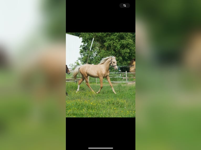 French riding pony Gelding 1 year 14 hh Palomino in Savigny-sur-Braye