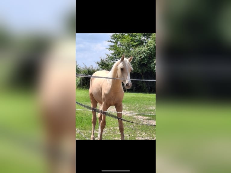 French riding pony Gelding 1 year 14 hh Palomino in Savigny-sur-Braye