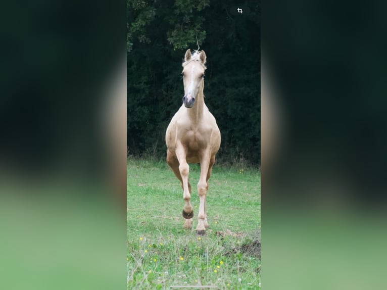 French riding pony Gelding 1 year 14 hh Palomino in Savigny-sur-Braye